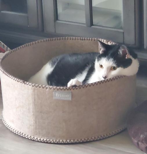 Discontinued FRISCO Felt Round Cat Pillow Bed, Gray, XSmall