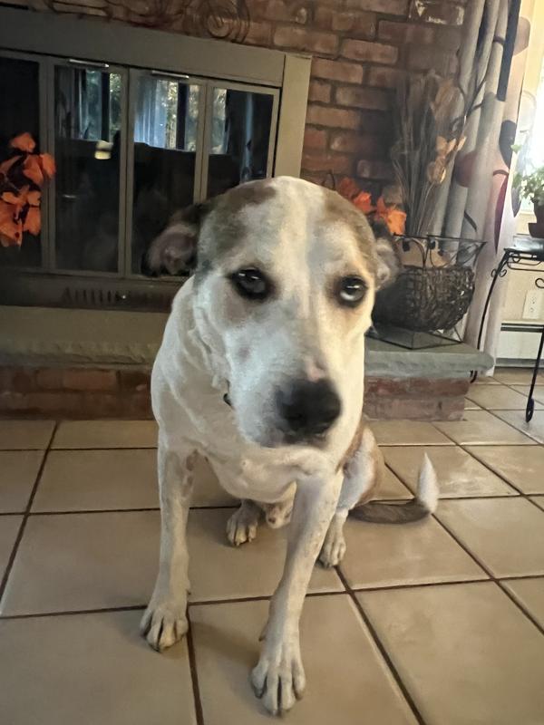 Not a happy dog right now lol