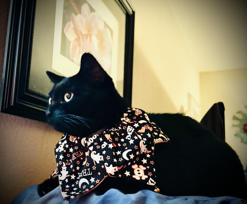 When you look good- you feel good( quote by Fernando llamas )