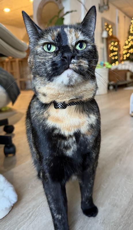 Fits her purrrrrfectly!