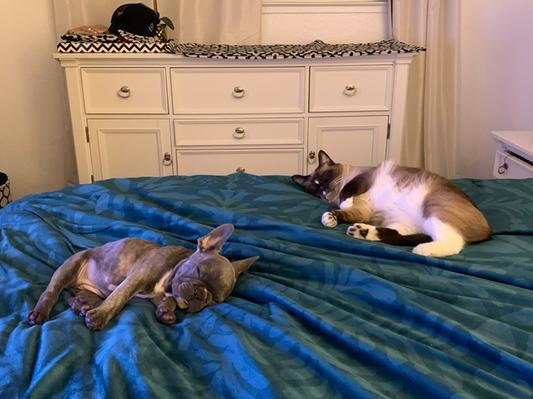London (frenchie) and Paris (Siamese) napping