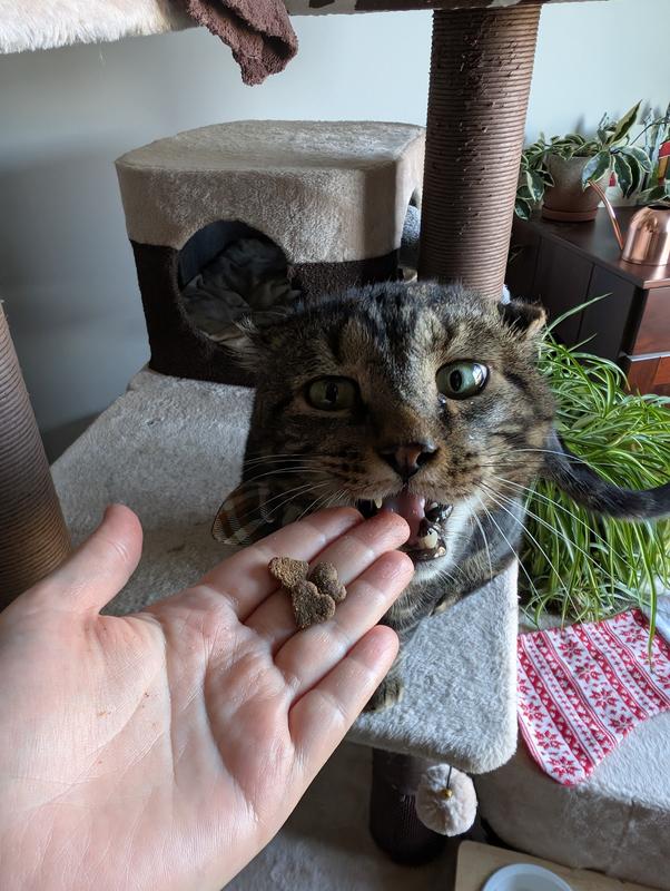 Winston looking forward to bite his treats