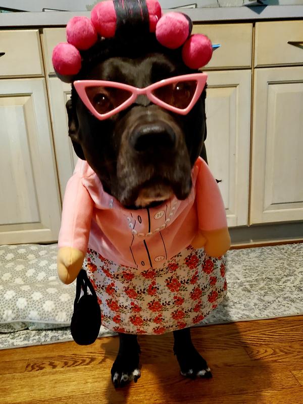 FRISCO Front Walking Granny Dog & Cat Costume, Medium - Chewy.com