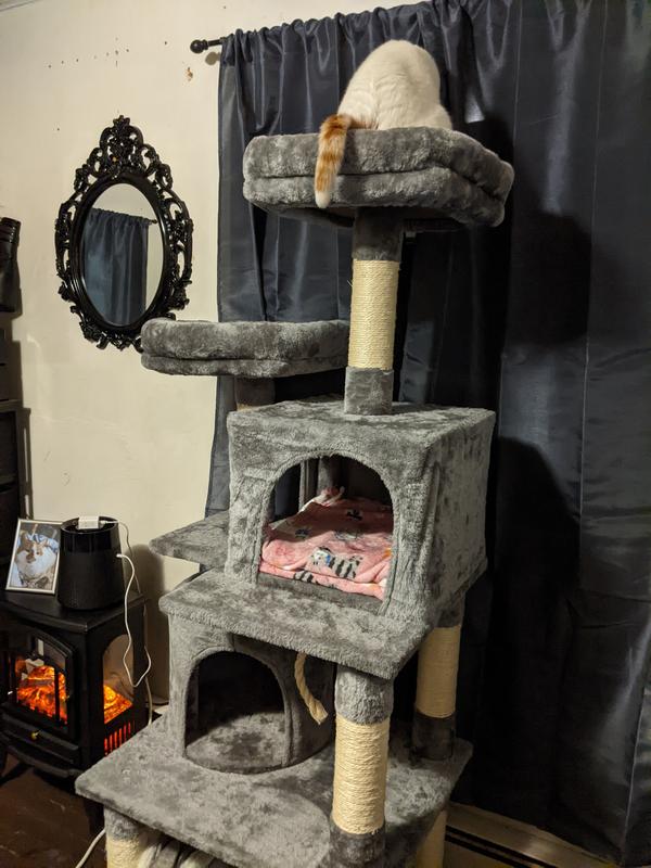 Dandelion is enjoying peeking out the window on her cat tree.