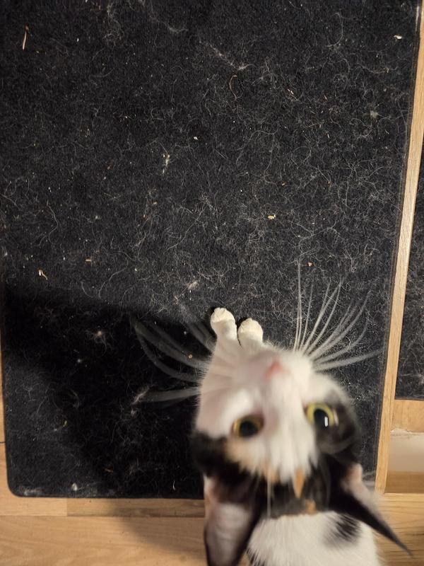 After the vaccum's first pass