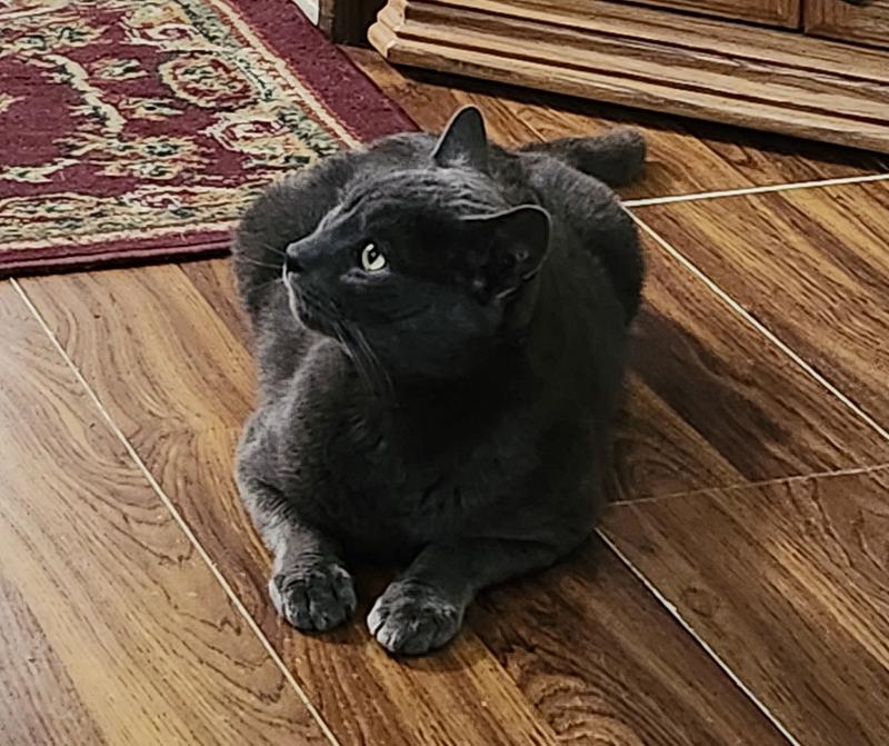 Waiting for his dinner.