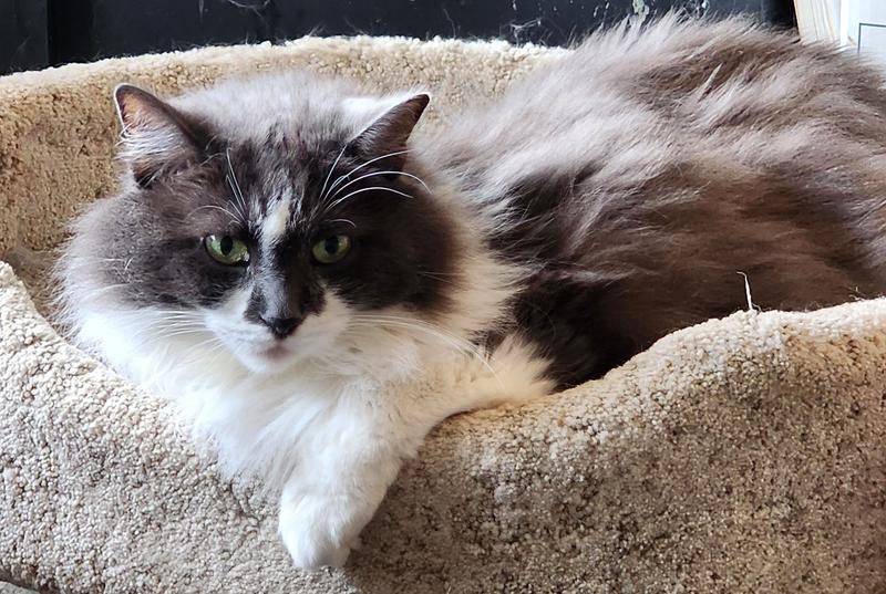 FRISCO MultiFunction Covered Cat Litter Box, 29in, With Tray