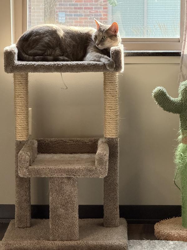 Phoebe enjoying the sun