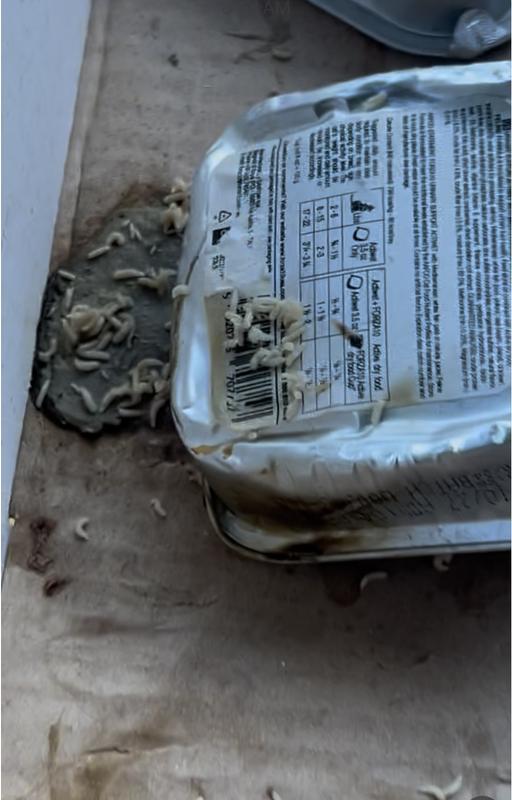 Damaged cat food and worms