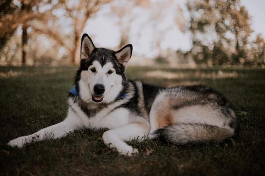 Science Says: “Nose Work is Good for Your Dog!”