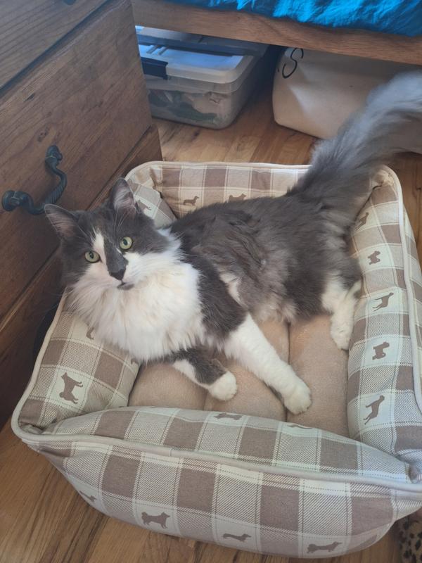 A bed for both cat and dog