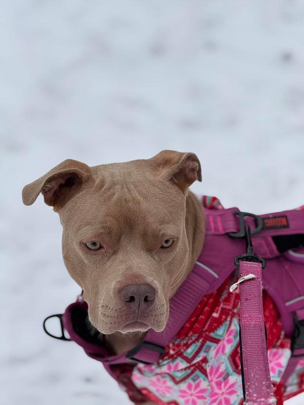 Frisco Marble Print Stainless Steel Double Elevated Dog Bowl