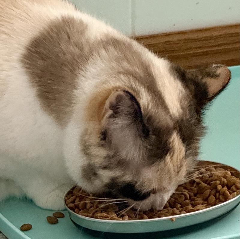 Marley noses through the mixed bowl to pick out the Next Level kibble.