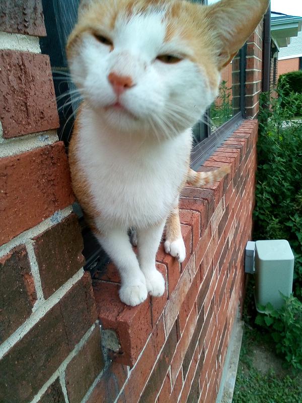 This stray needed rescue by this product