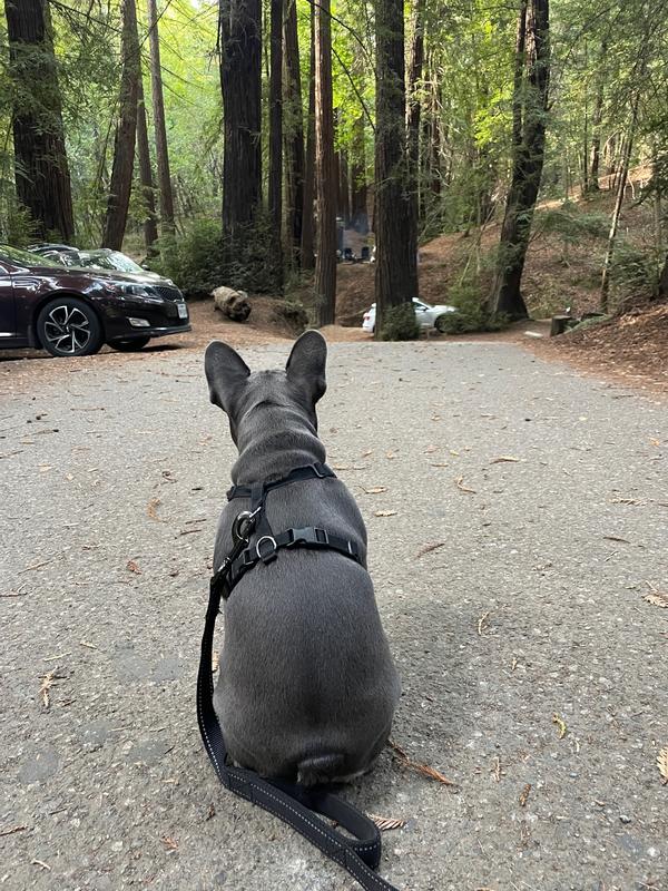 Zadie in the redwoods