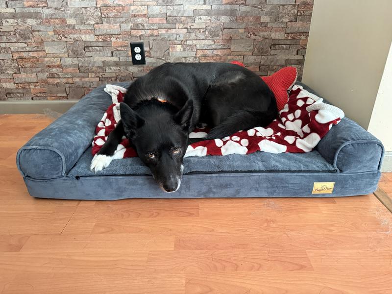 Odin enjoying the new bed with his blanket and pillow.