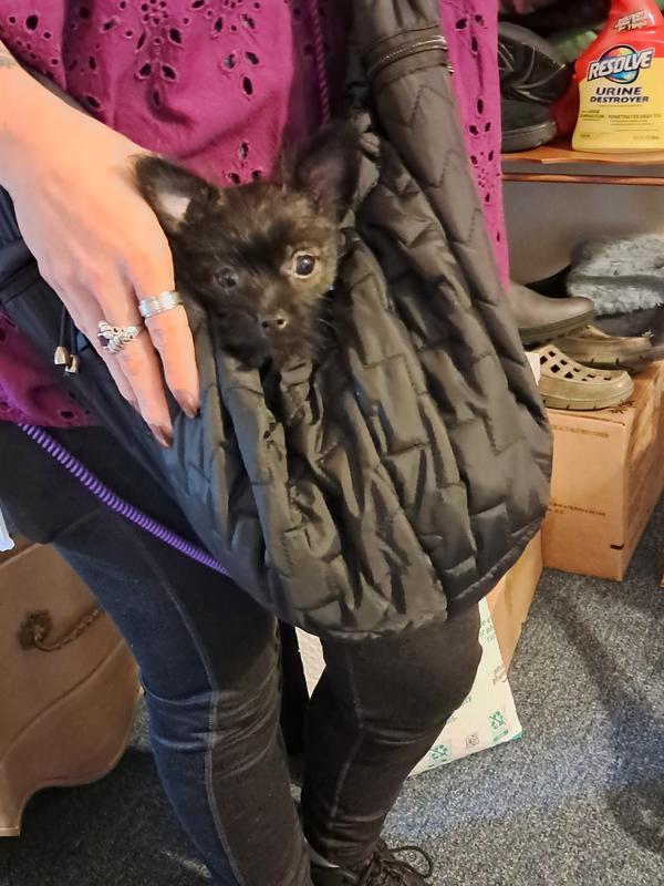 Teddy in his carrier.