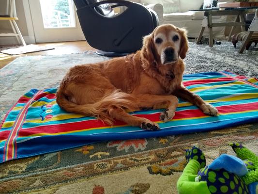 Flossies Jumbo Flossies Dog Treat, 10-11", by Merrick