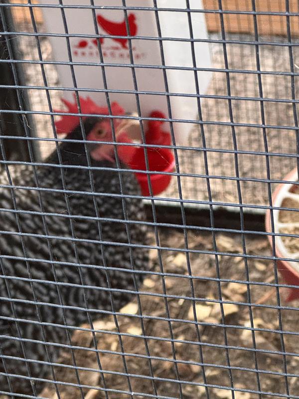 Showing level to hang waterer