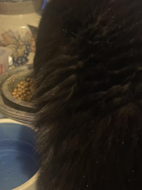 Petey wouldn’t raise his head to see! Lol