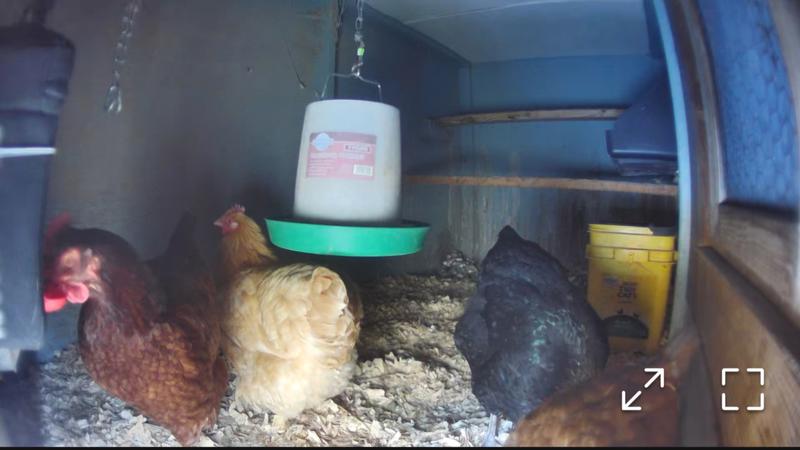 Chickens figured it out quickly.