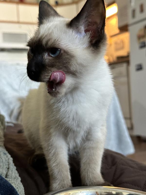 Vital Essentials Salmon Bites Freeze-Dried Raw Cat Treats