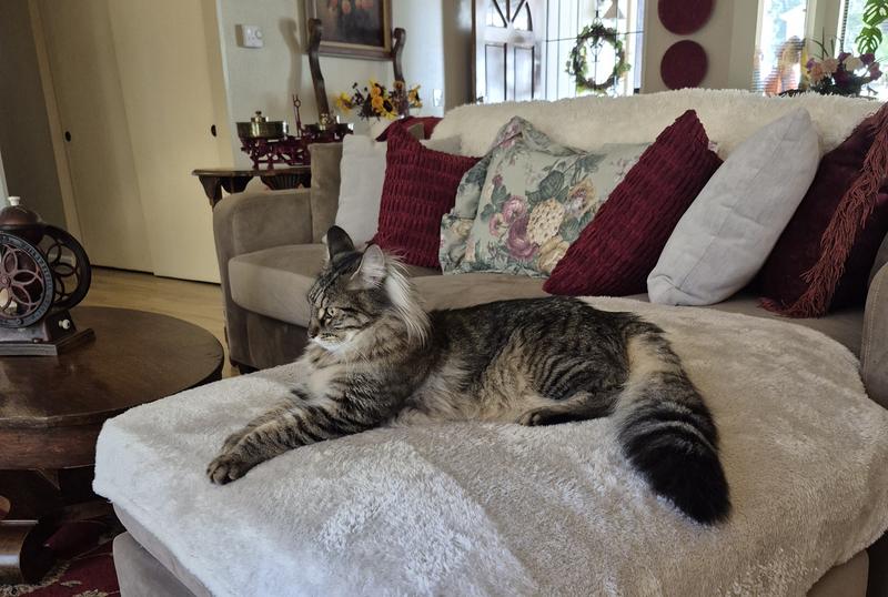 Hes a Maine Coon large breed