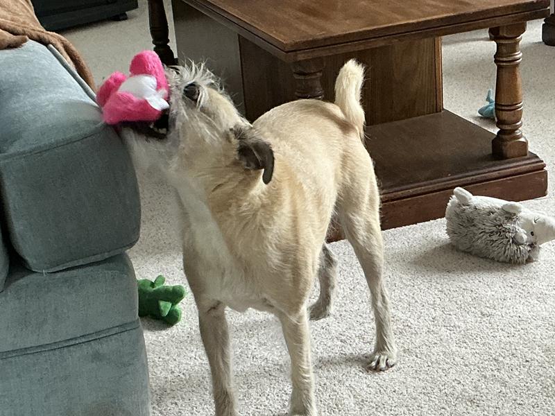 Hmm, nice squeaker and prettier than my hedgehog