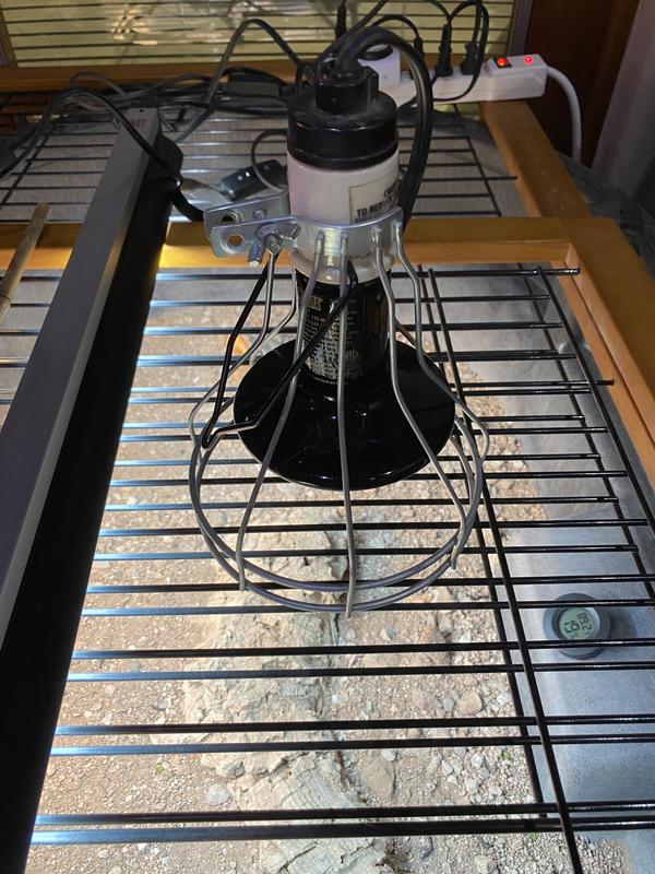 Ceramic heater sitting on top of tortoise enclosure