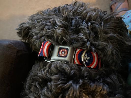 The buckle on the collar.