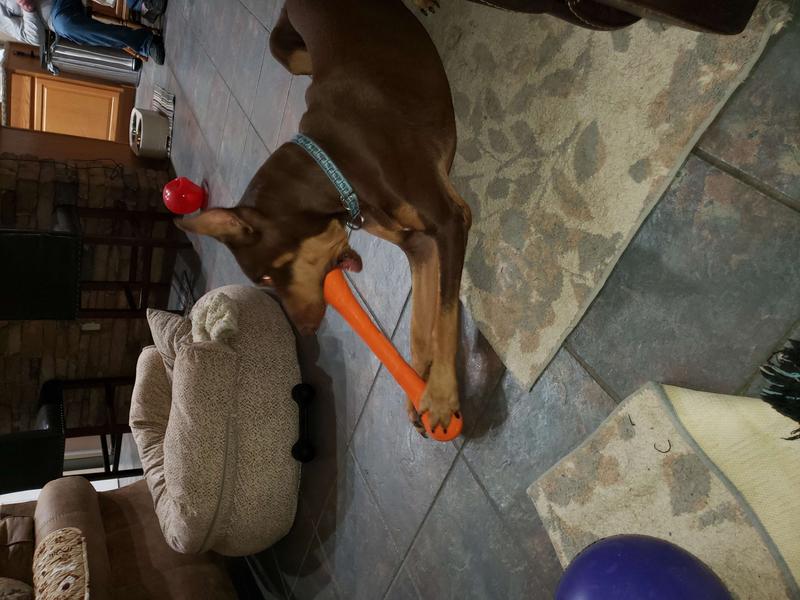 KONG SqueakStix Dog Toy, Medium