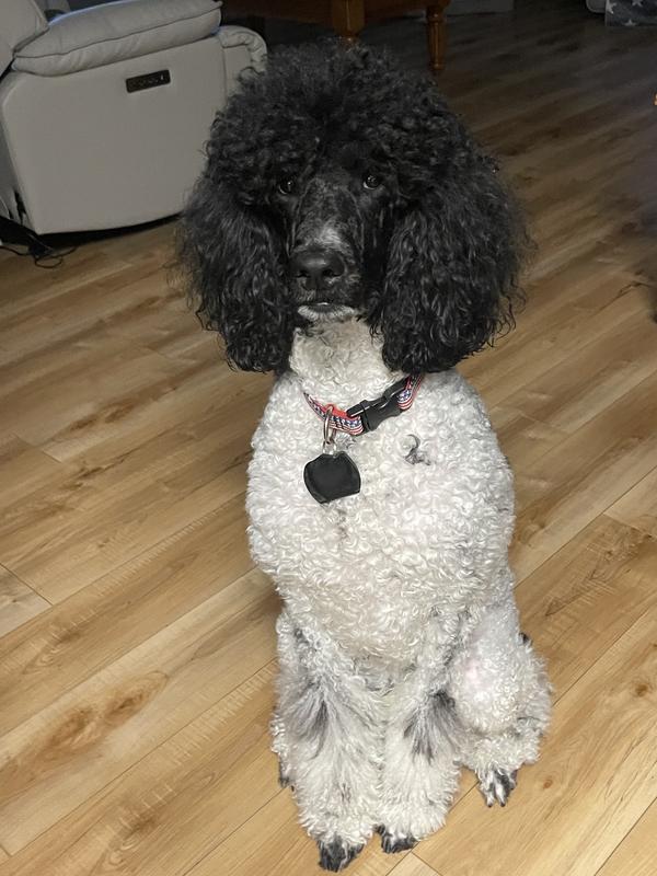 Easy treat for Std Poodle