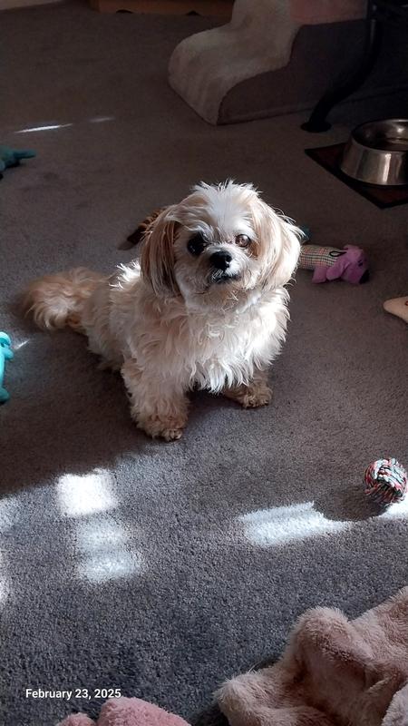 My 14 yr old rescue, Poppy