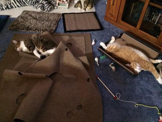 They like to keep their mice close by.