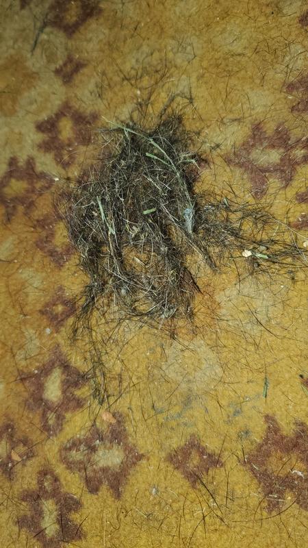 Floor right after the dog laid there going through a shed