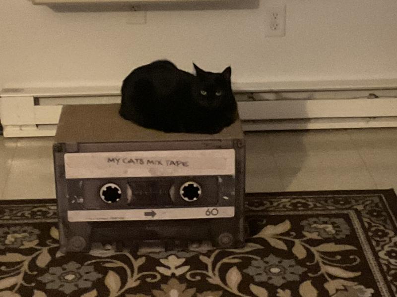 My cat on box to show how big in comparison to cat