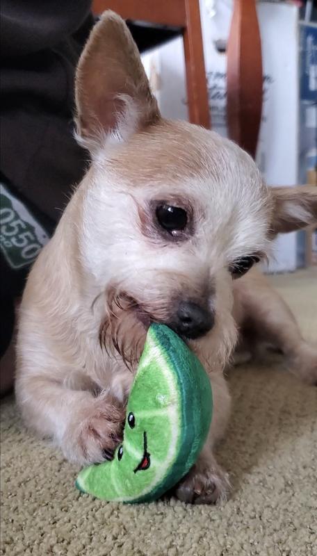 Pickles loves her lime!