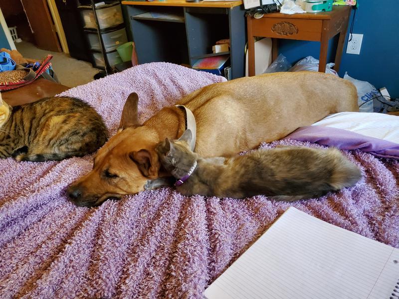 Buck loves napping with his cat-siblings