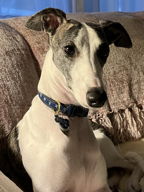 We have her attention.  She heard the treat bag!