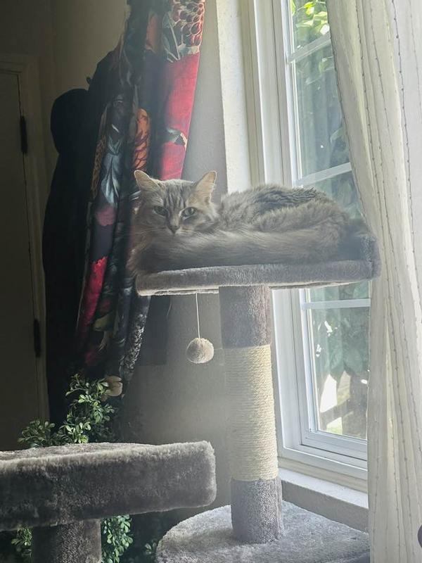 catopiary