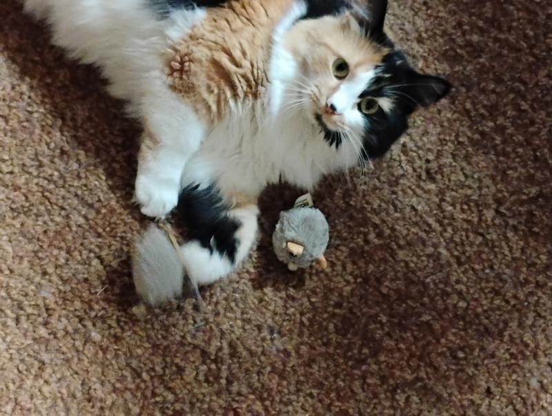 Cali and her mouses!