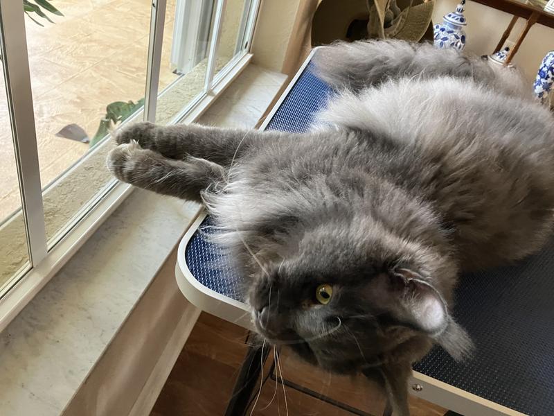 Elliot waiting for his Gecko friend to come visit through the window