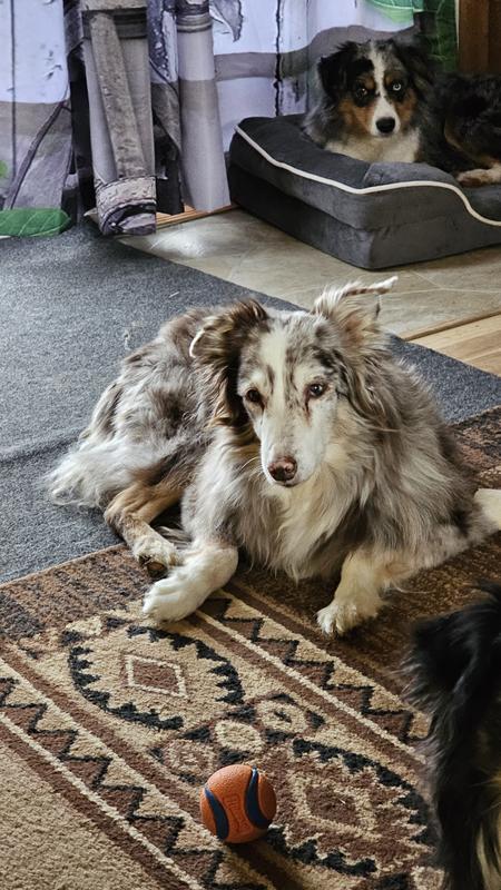 Old man Gibbs says thank you Chewy