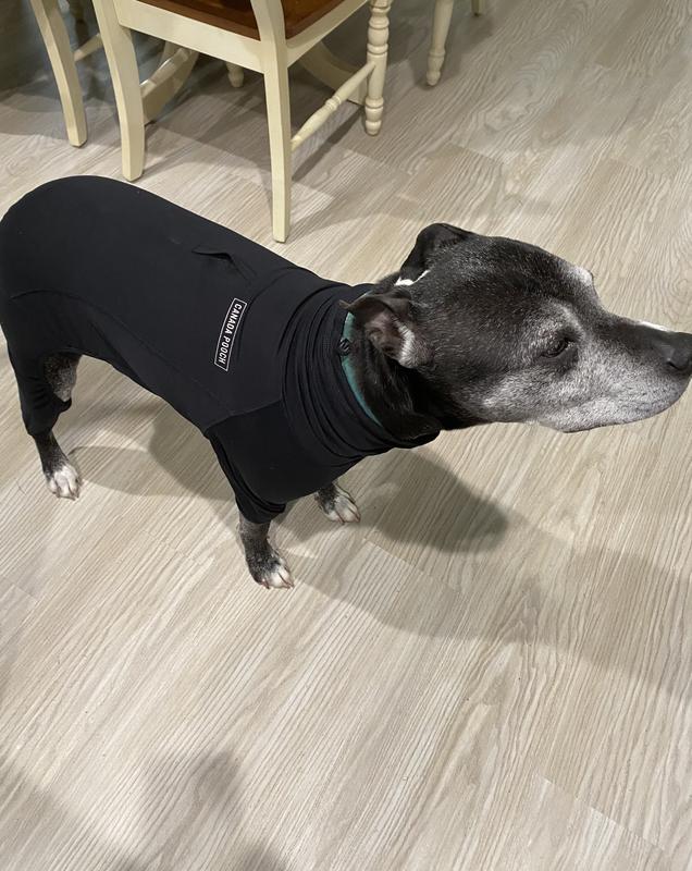 Olive loves clothes but hates to model!