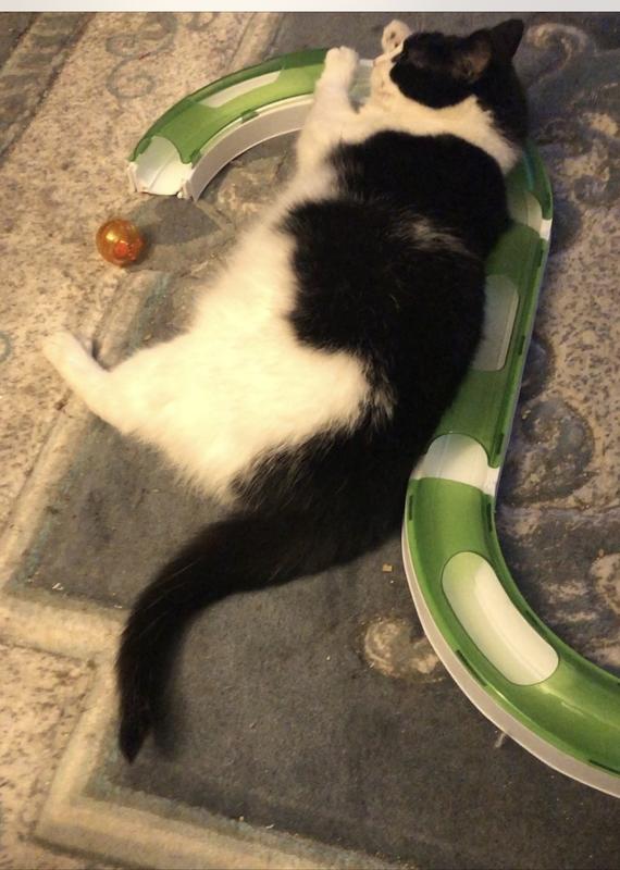 Molly lazily playing