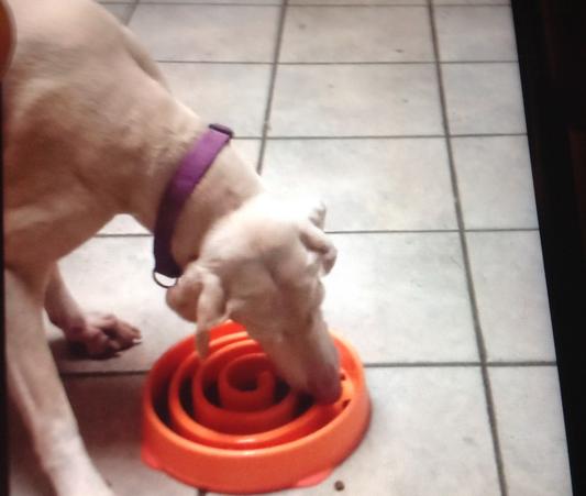 Ditch the Bowl: Interactive Dog Feeding — With Love & Oats