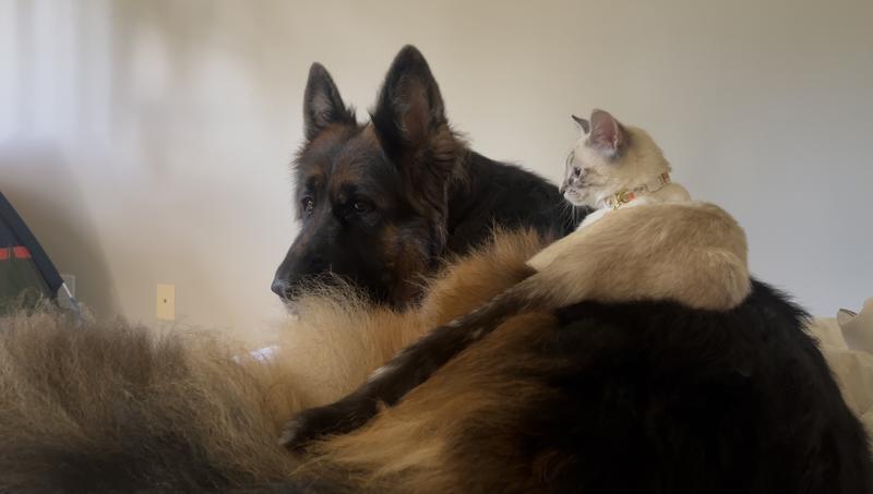 Koda (dog) and Jinx (cat) chilling in bed <3