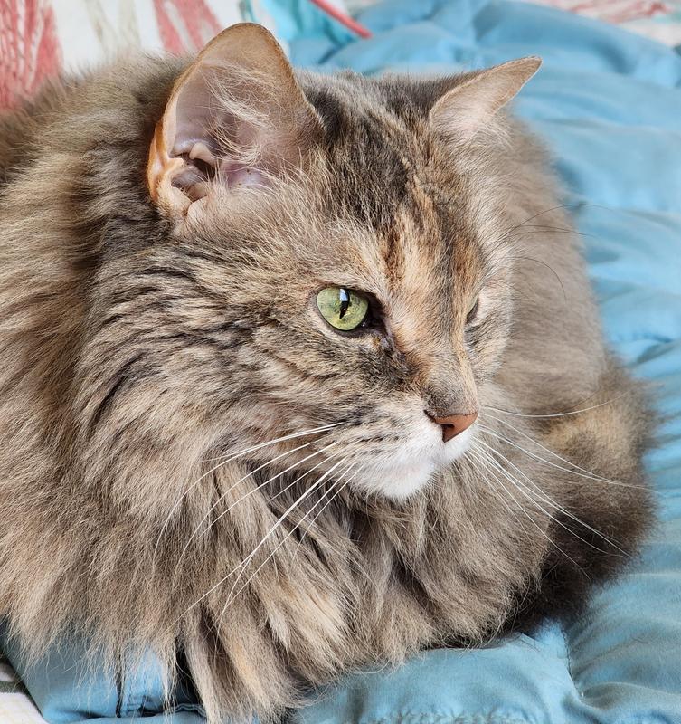 Hill's Prescription Diet Gastrointestinal Biome Dry Food For Cats edu