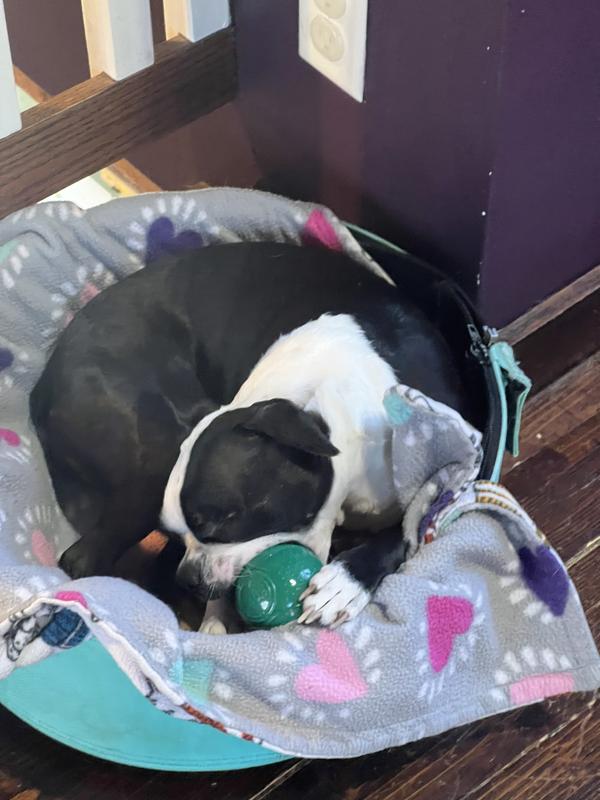 Ball hog was finally chewing and not just playing