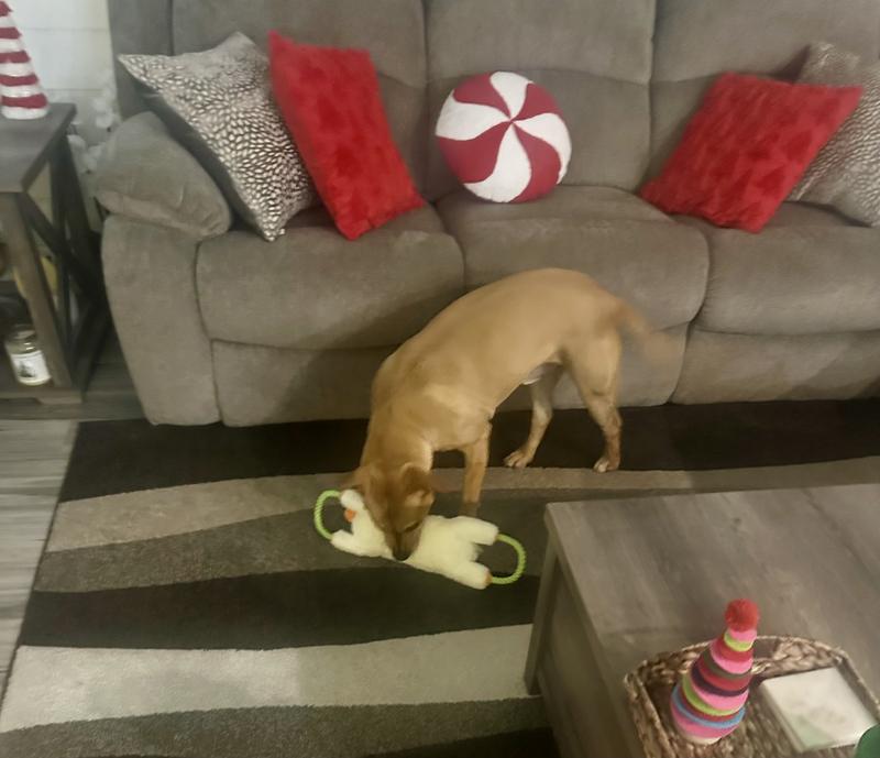 Gunner loves his new toy!